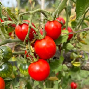Tomate Belle Arlésienne
