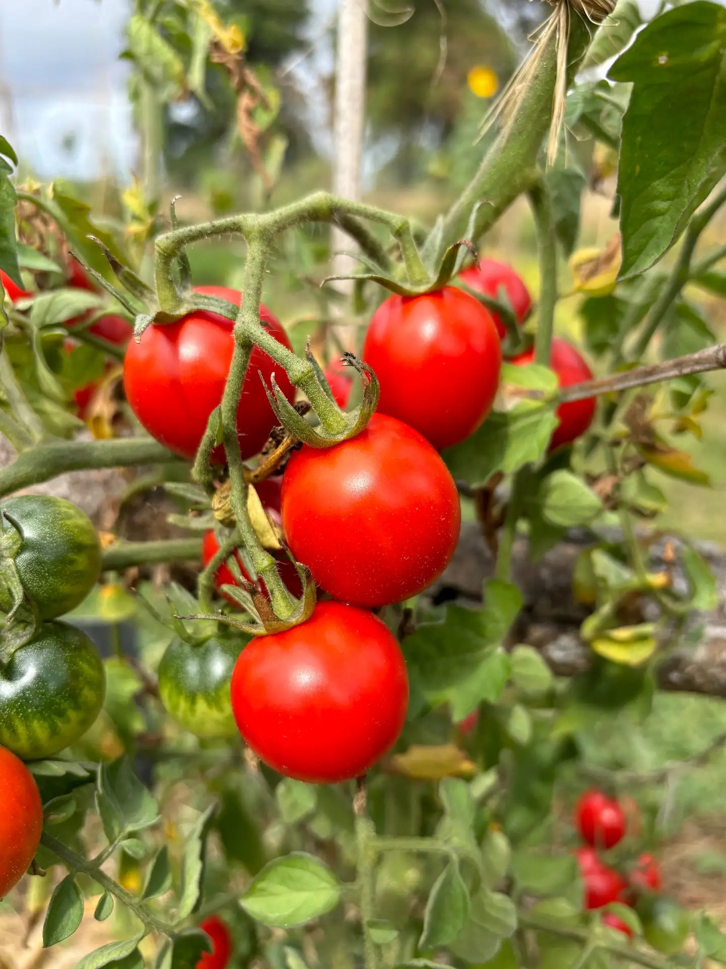 Tomate Belle Arlésienne