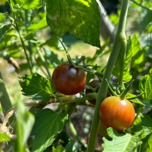 Tomate Black Cherry