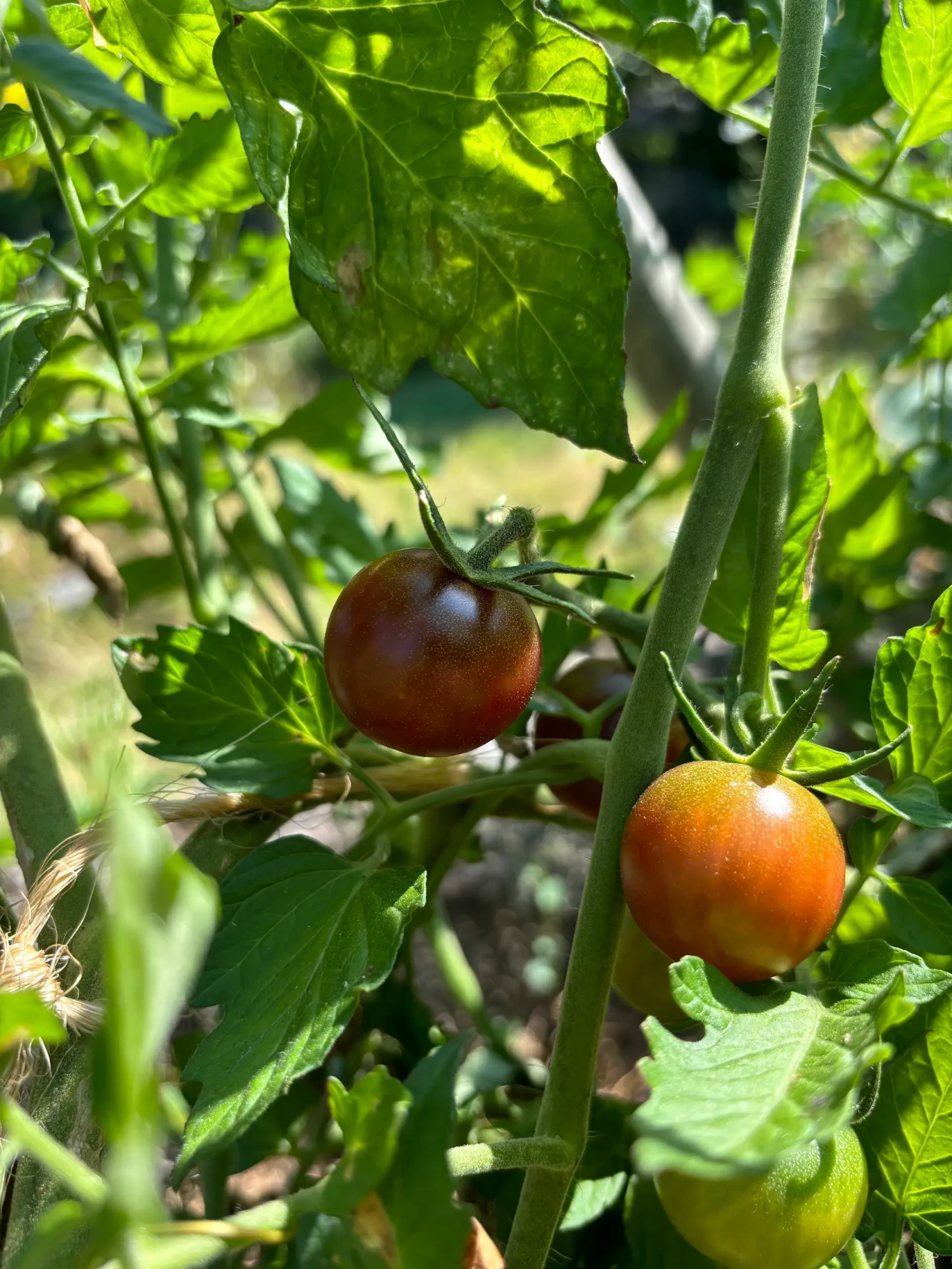 Tomate Black Cherry
