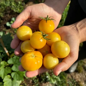 Tomate Blanche de Picardie