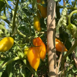 Tomate Blush