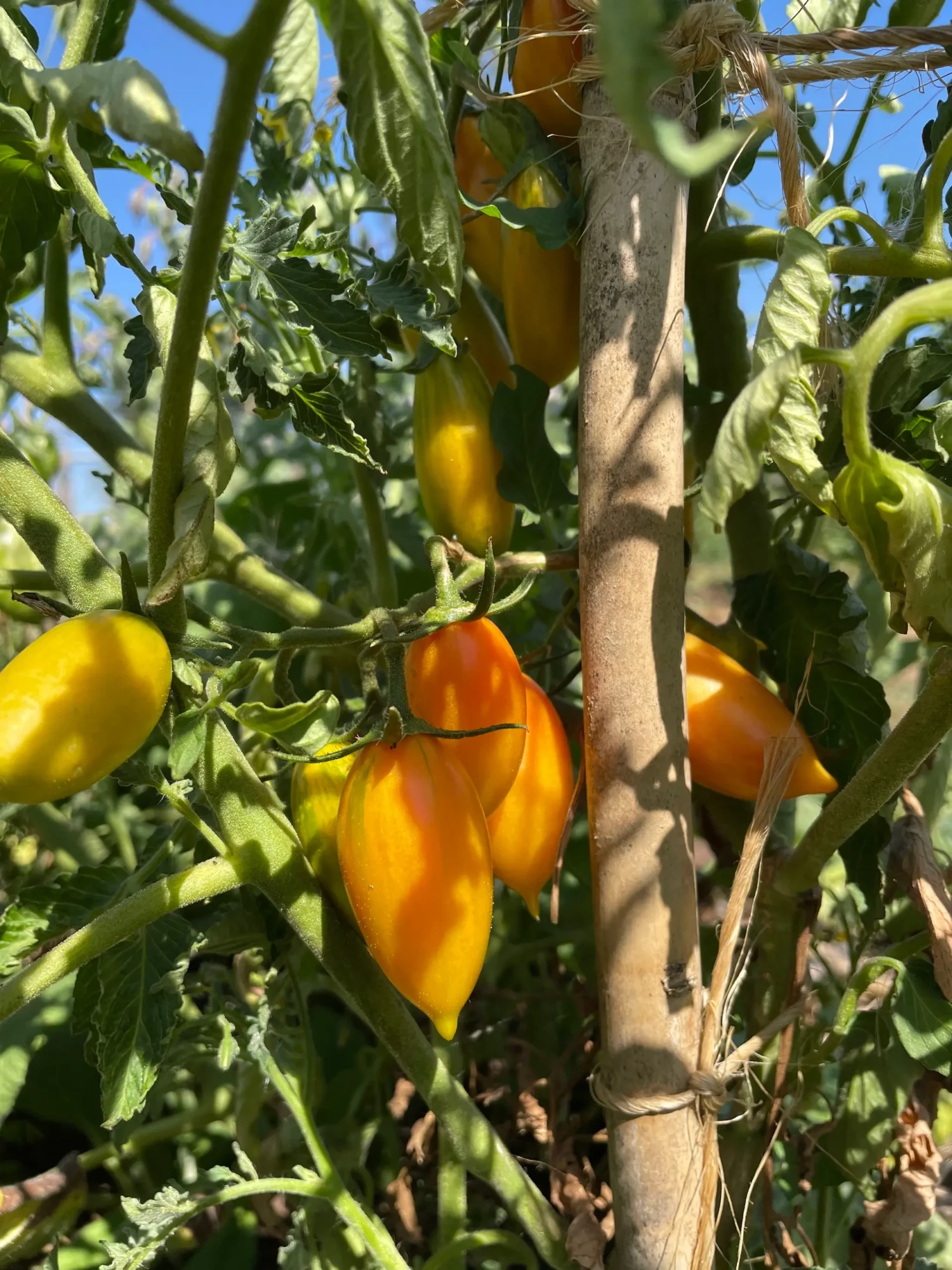 Tomate Blush