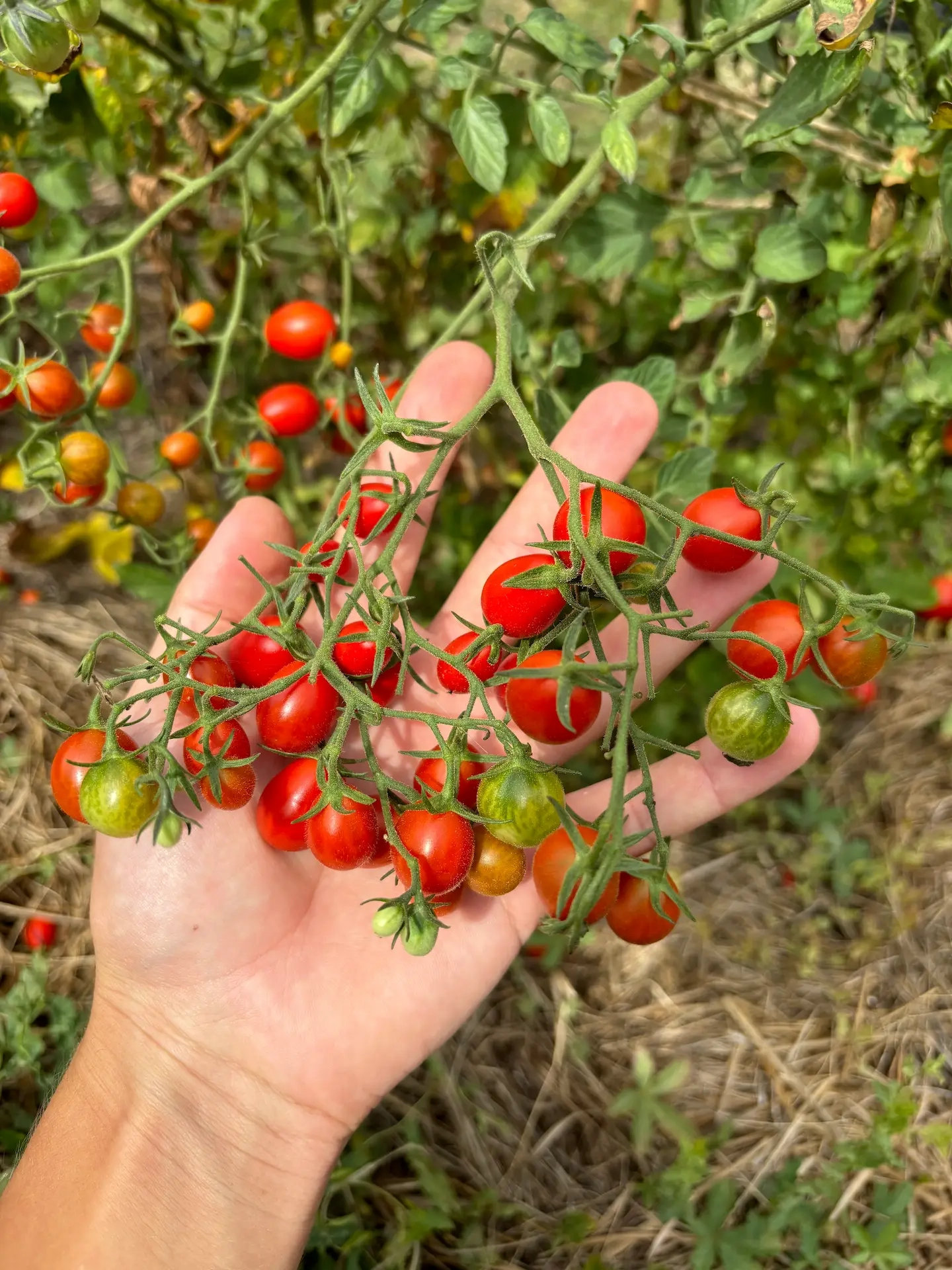 Tomate Boulette de Touraine