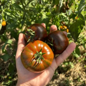 Tomate Cassandra