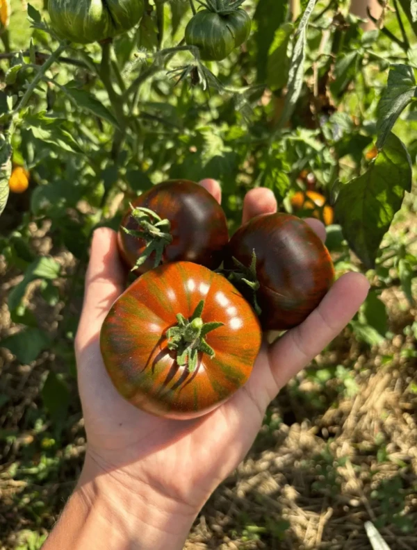 Tomate Cassandra