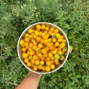 Tomate Clémentine