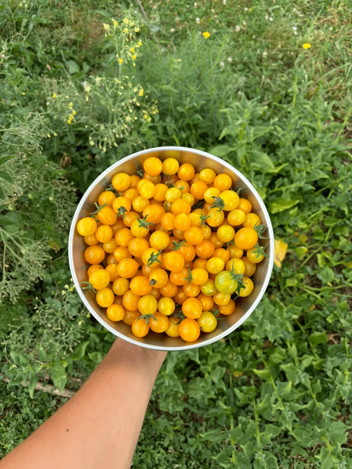 Tomate Clémentine