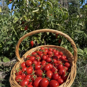 Tomate De Berao