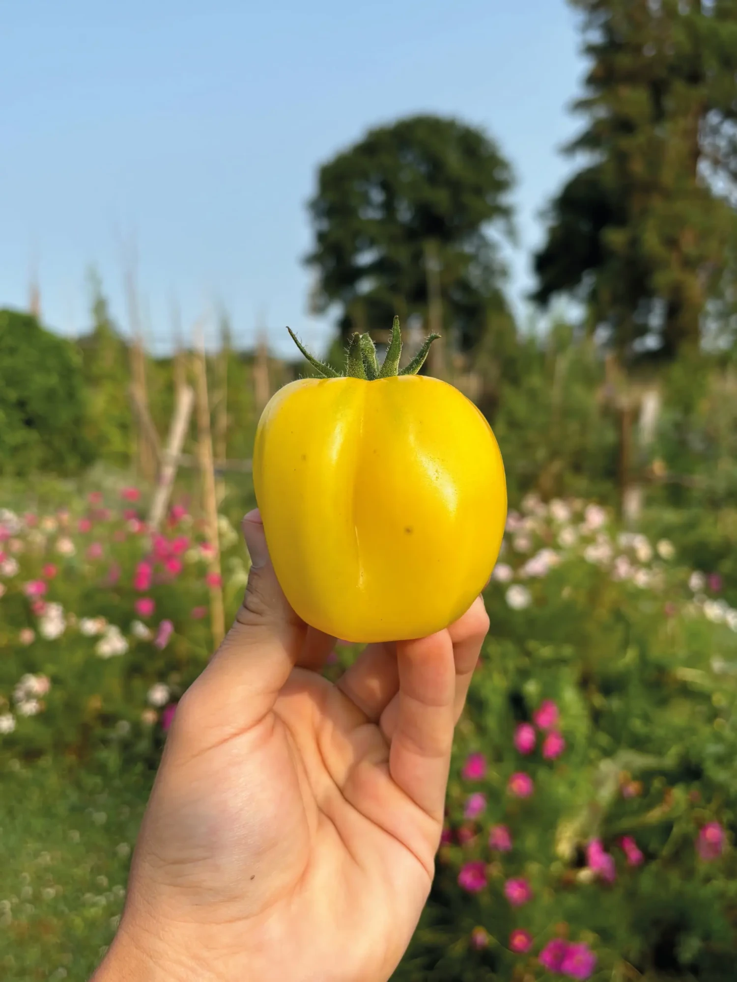 Tomate Douchoua Pepper 2