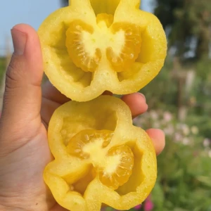 Tomate Douchoua Pepper