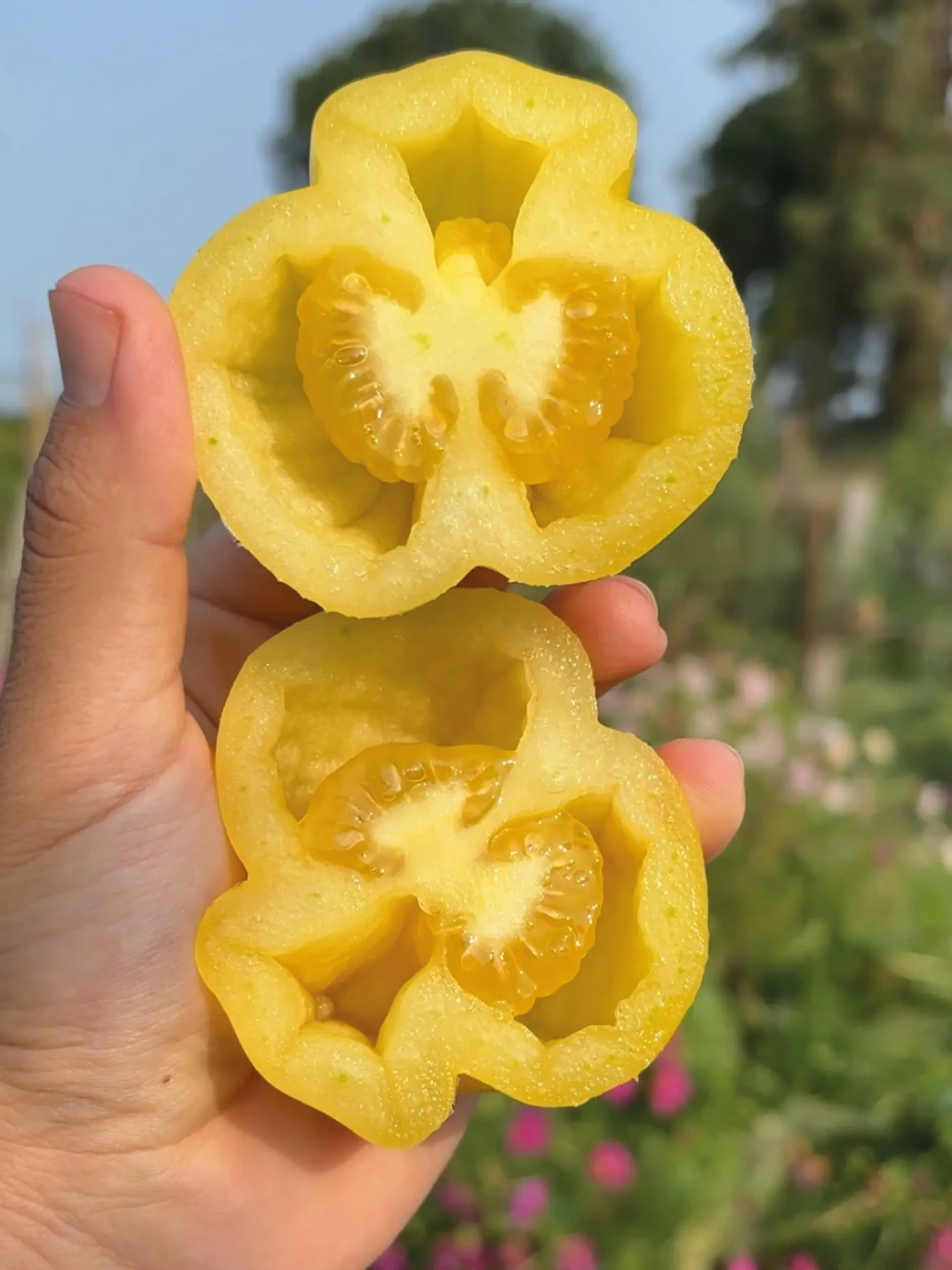 Tomate Douchoua Pepper