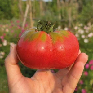 Tomate Géante d'Orenbourg