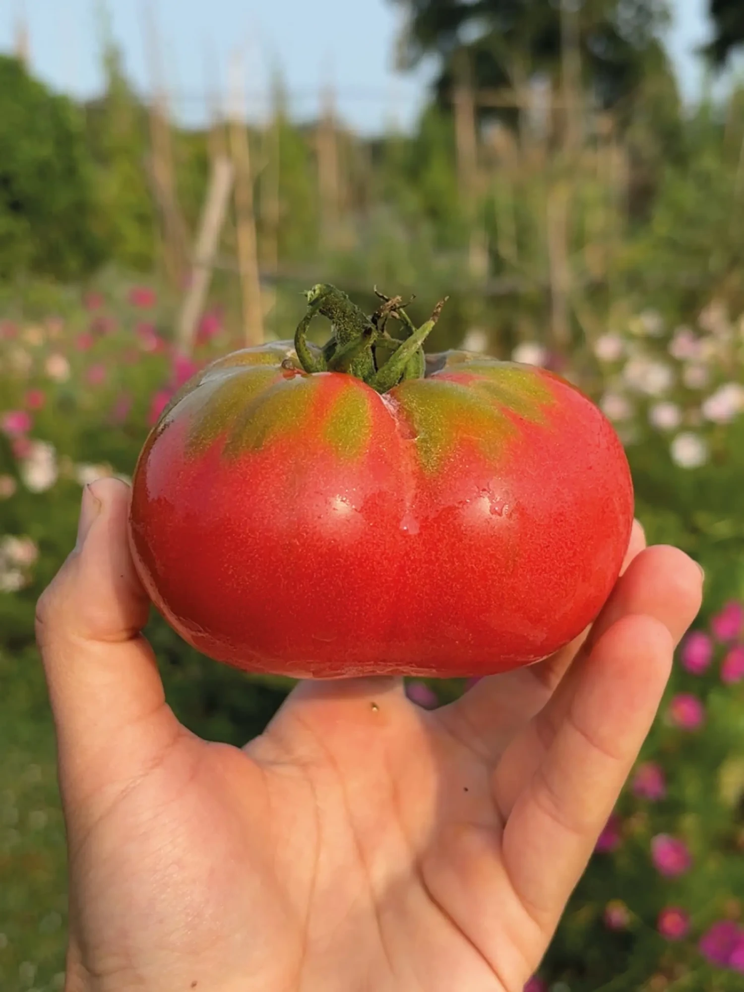 Tomate Géante d'Orenbourg