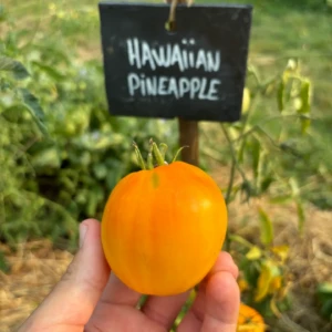 Tomate Hawaiian Pineapple