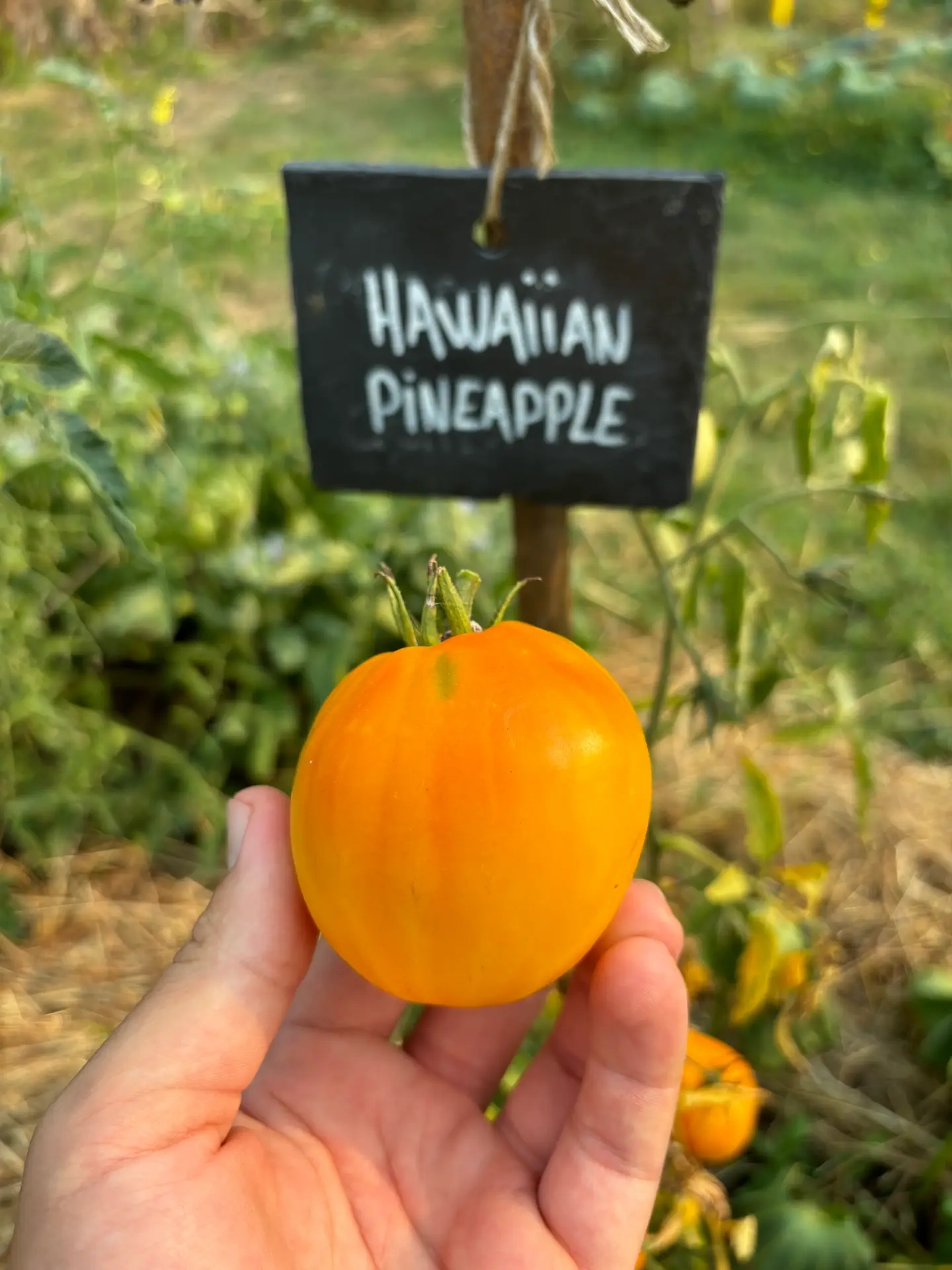 Tomate Hawaiian Pineapple