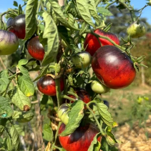 Tomate indigo Blue