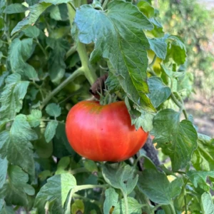 Tomate Joie de la table