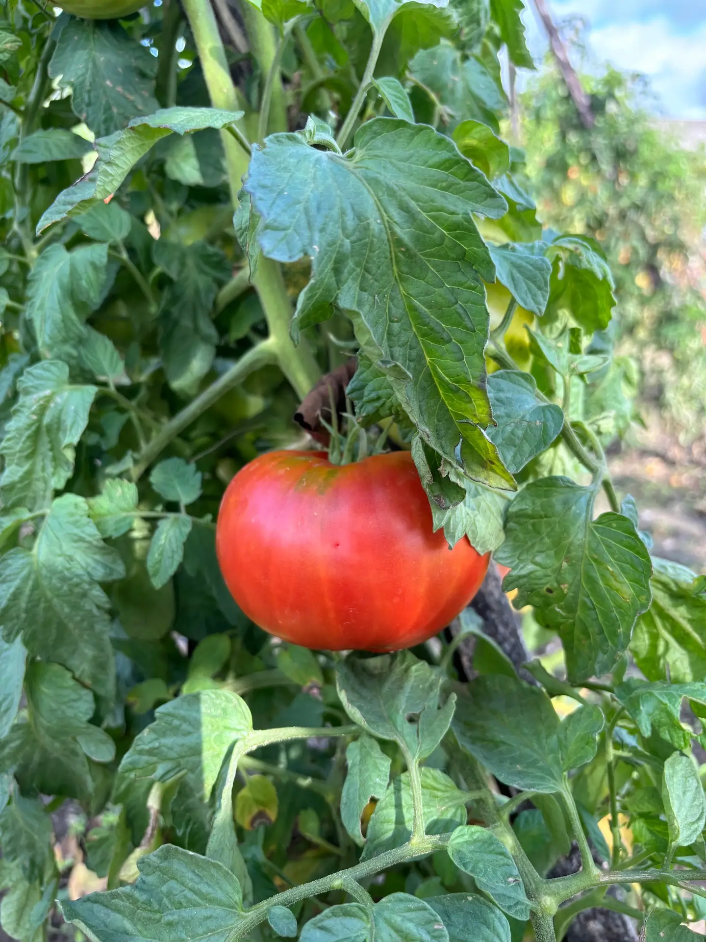 Tomate Joie de la table