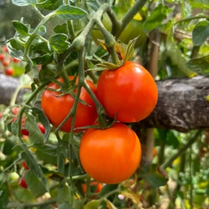 Tomate Kaki Coing