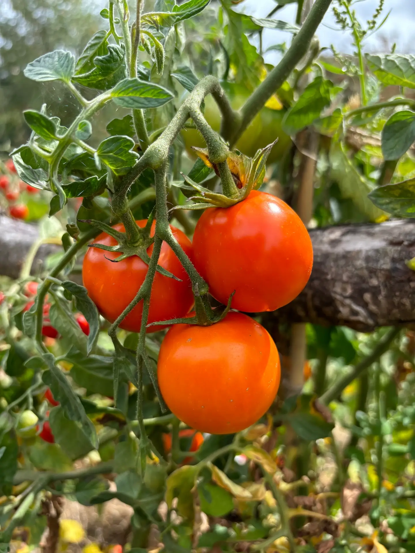 Tomate Kaki Coing