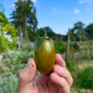 Tomate Lucky Tiger