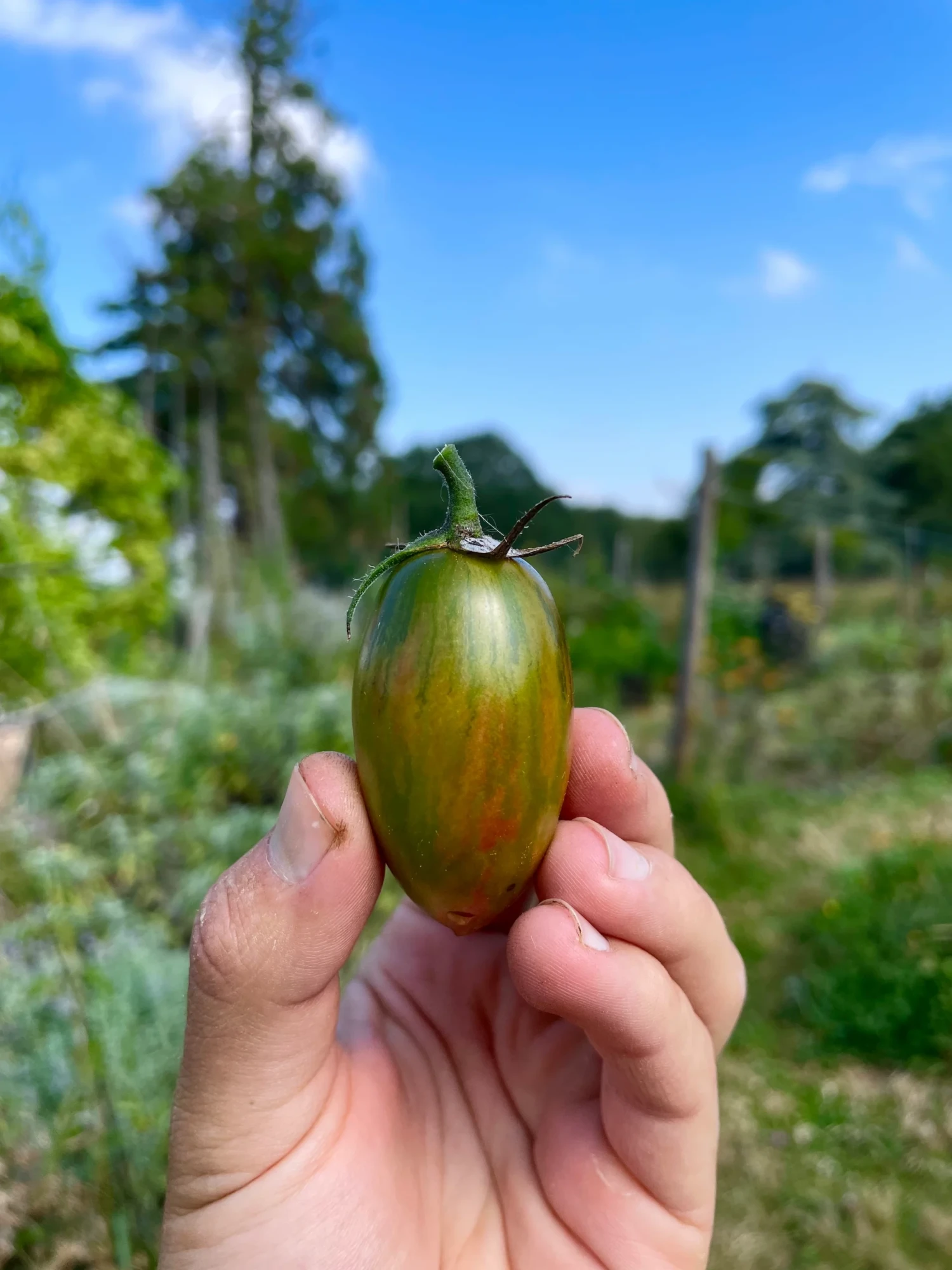 Tomate Lucky Tiger