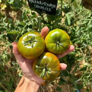 Tomate Malakhitovaya Shkatulka
