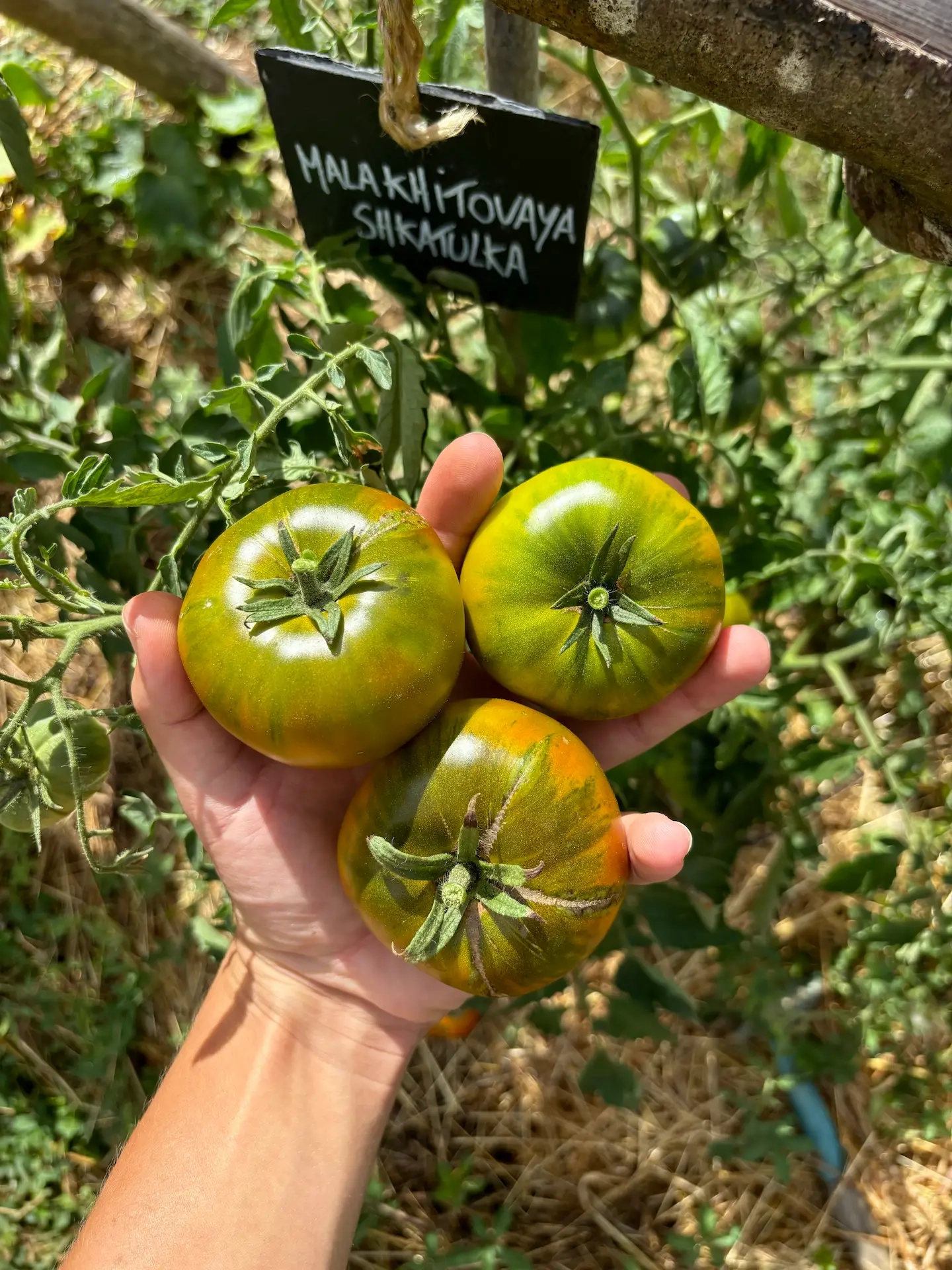 Tomate Malakhitovaya Shkatulka