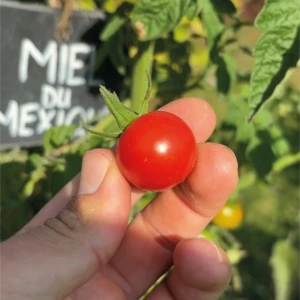 Tomate Miel du Mexique