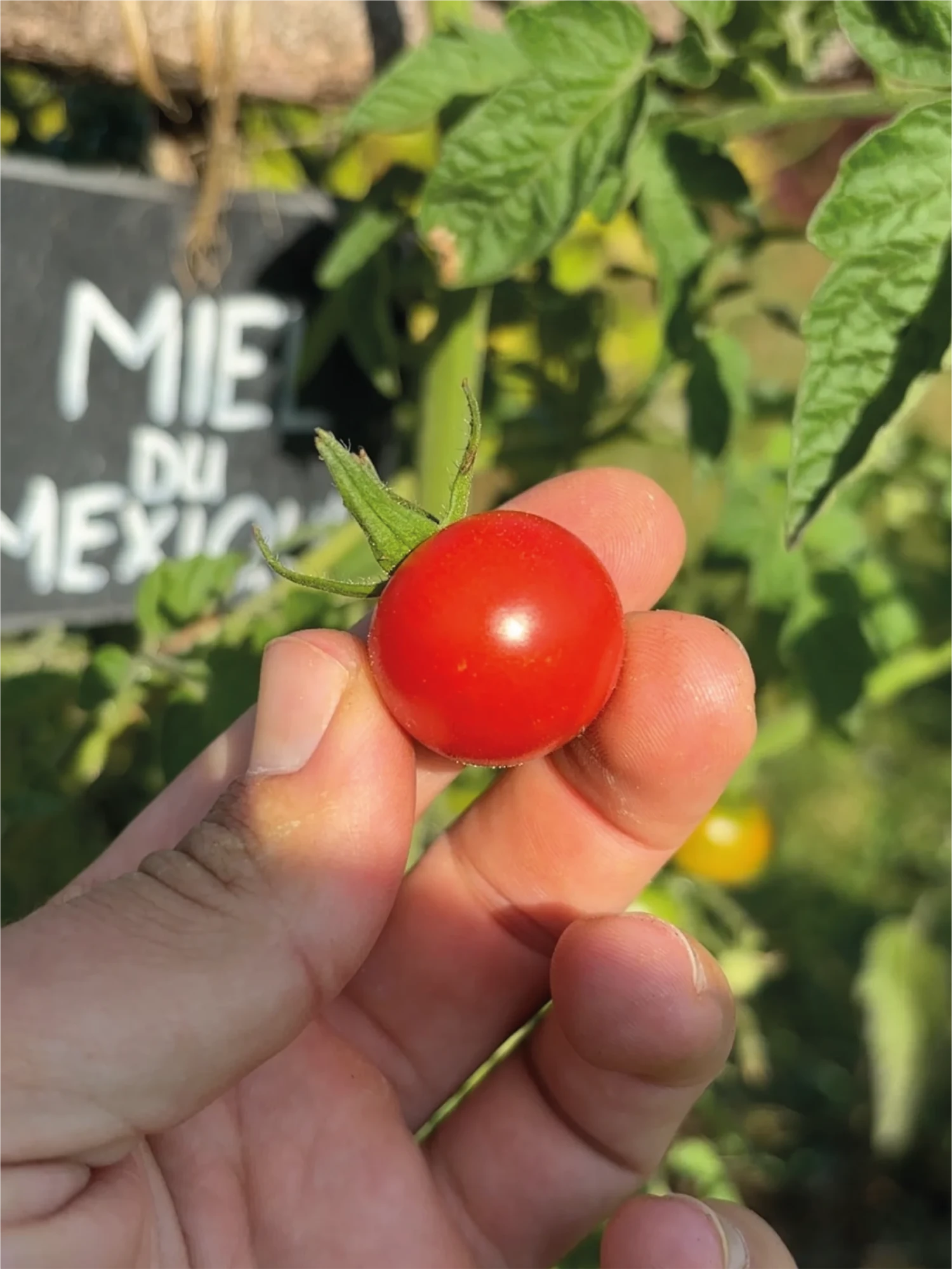 Tomate Miel du Mexique