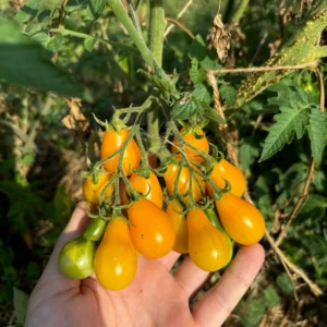 Tomate Poire Jaune
