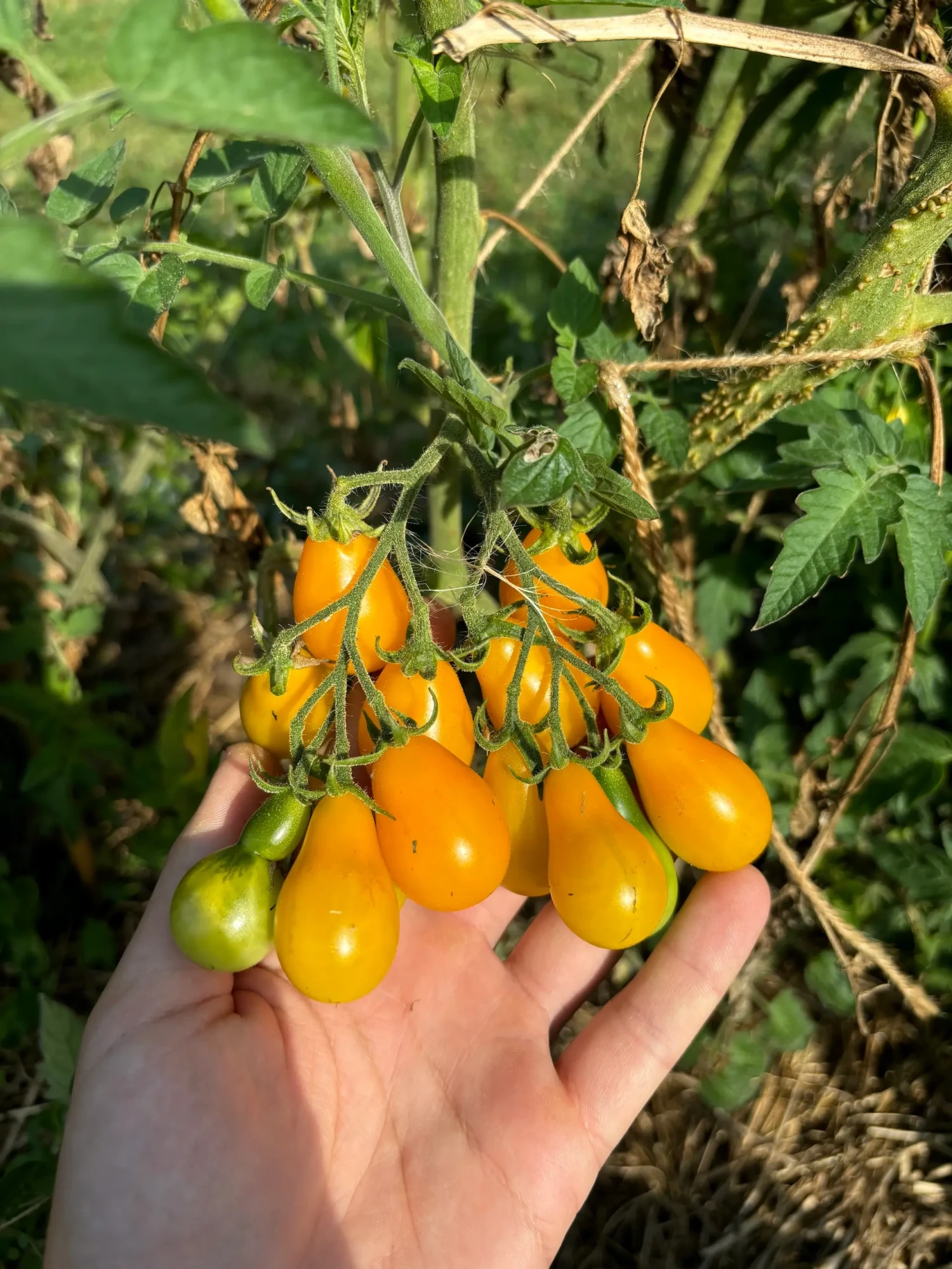 Tomate Poire Jaune