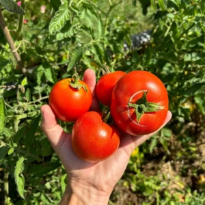 Tomate Saint Pierre