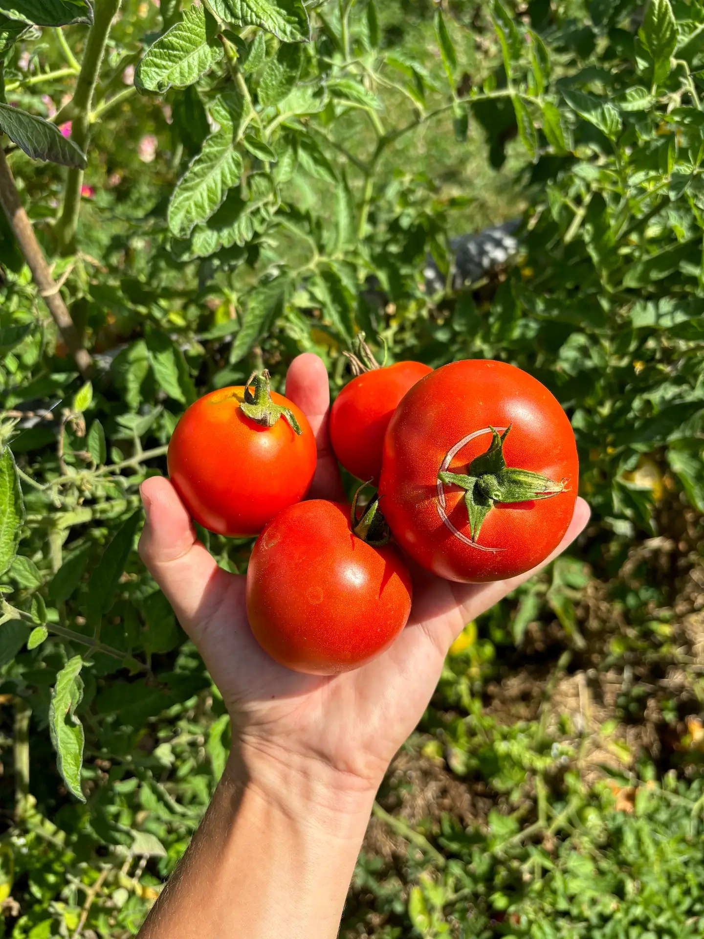 Tomate Saint Pierre