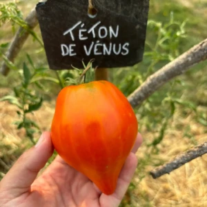 Tomate téton de Vénus