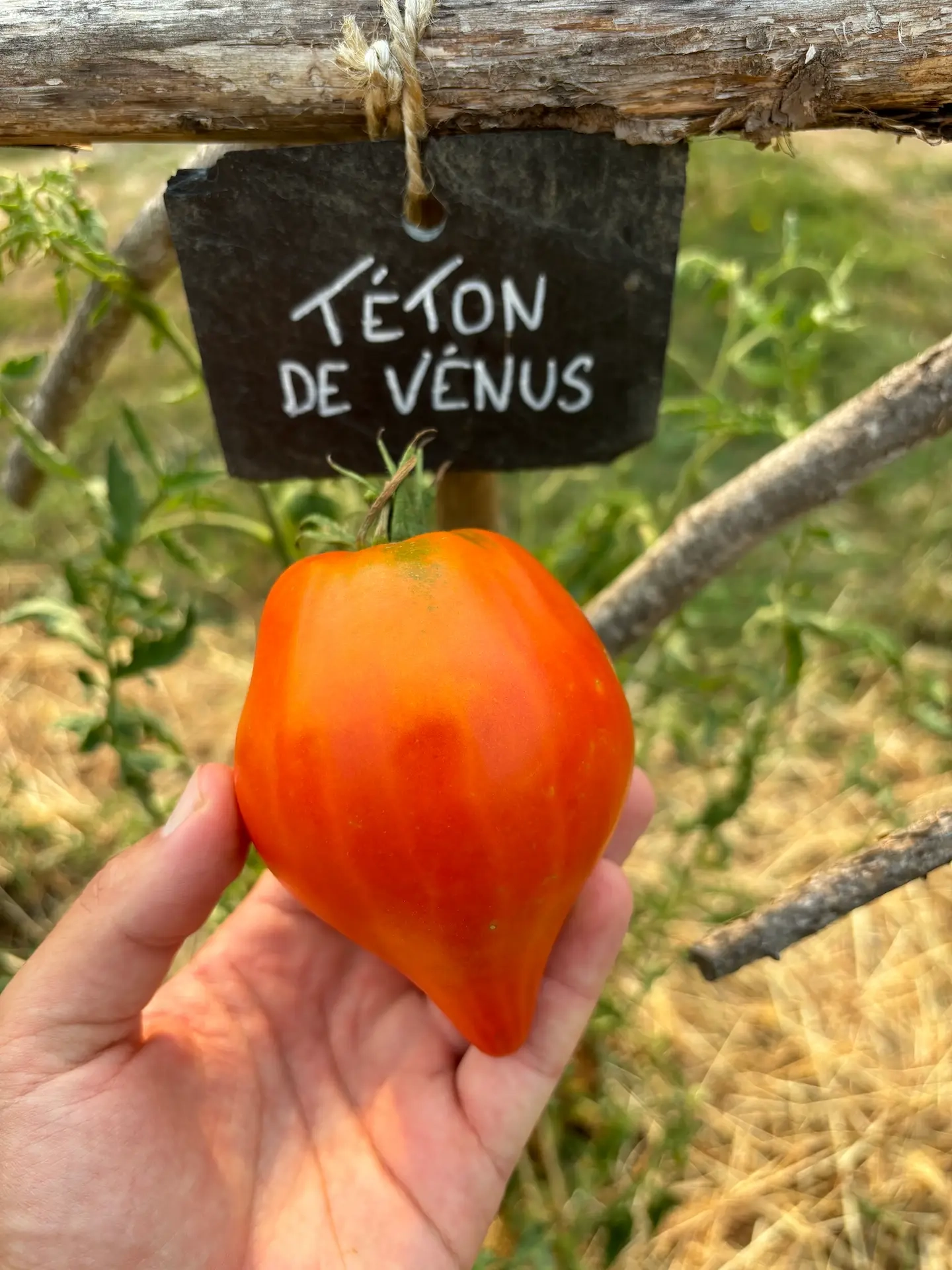 Tomate téton de Vénus