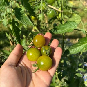 Tomate Verte Caramel