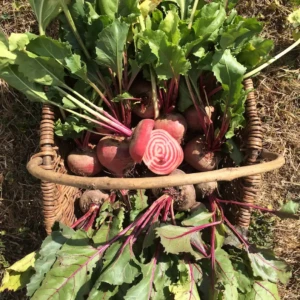 Betterave De Chioggia