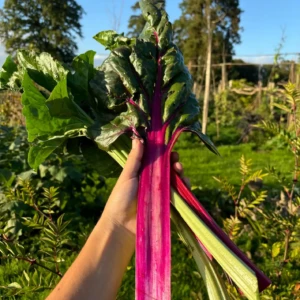 Bright Lights - blette