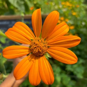 Tithonia “Soleil du Mexique”