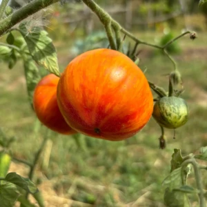 Tomate Red Zebra