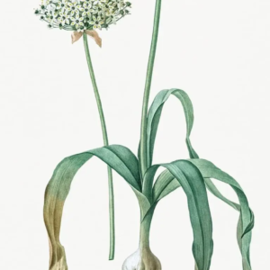 ail éléphant ou poireau perpétuel de Babington