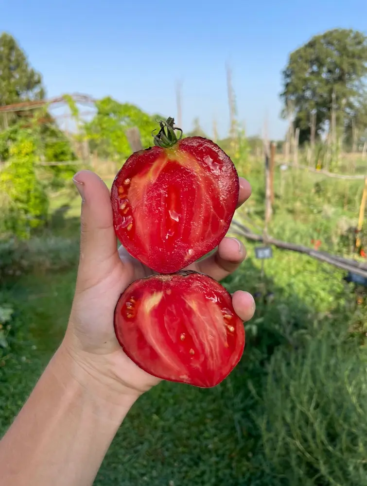 Tomate coeur de boeuf indigo