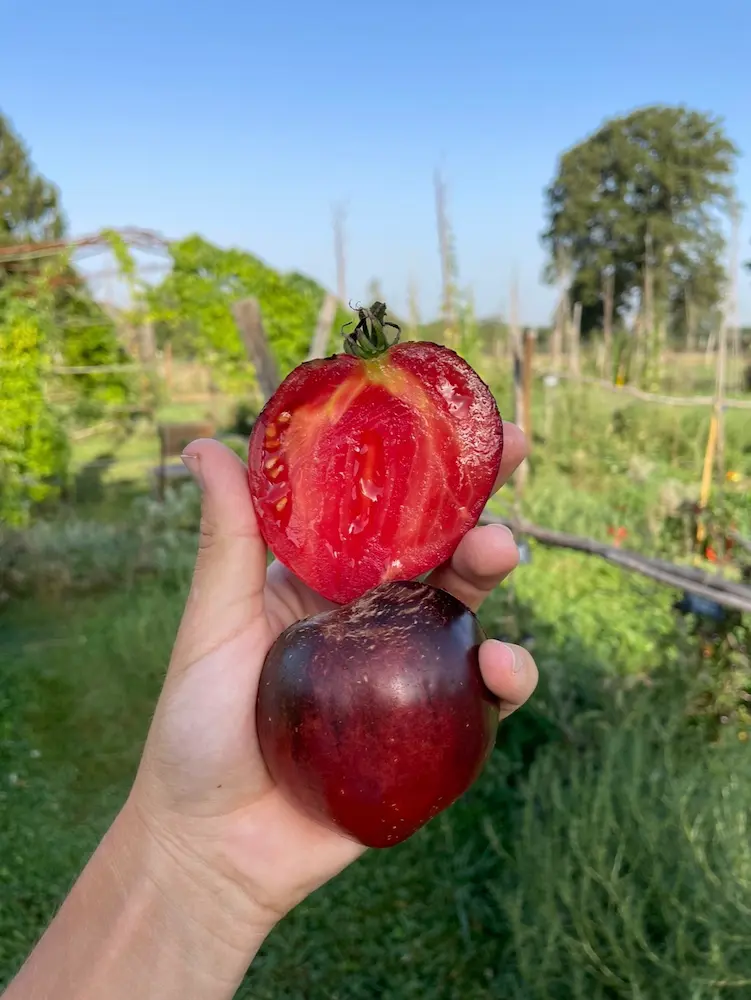 Tomate coeur de boeuf indigo